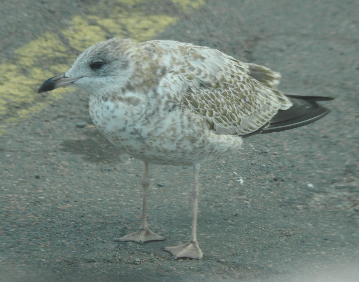 Möwe, unbestimmt - ML642771519