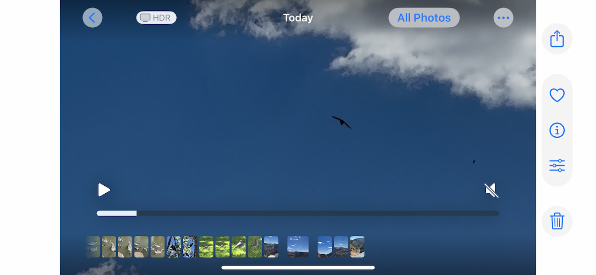 White-throated Swift - ML642771522