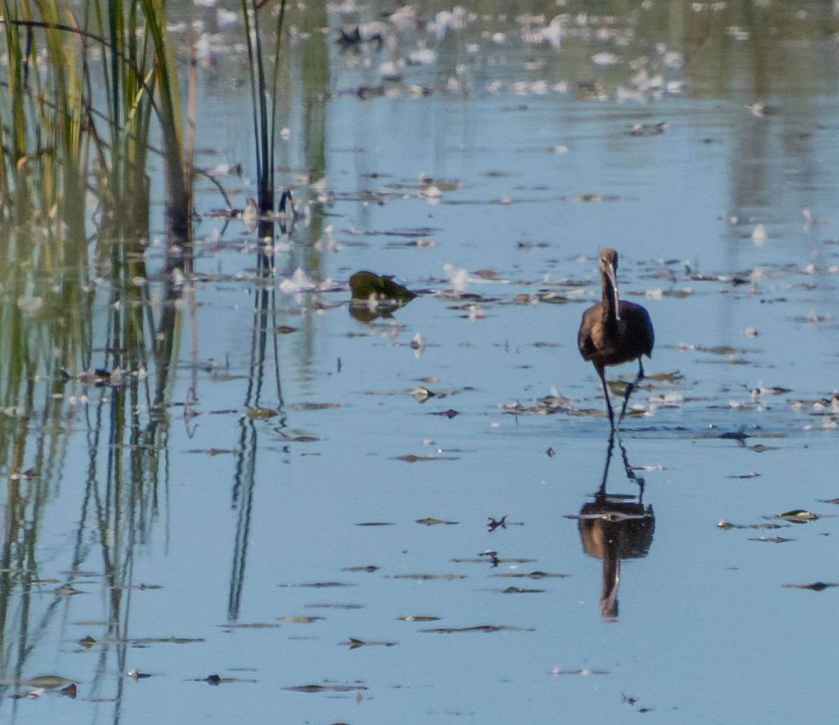 Glossy Ibis - ML642771530