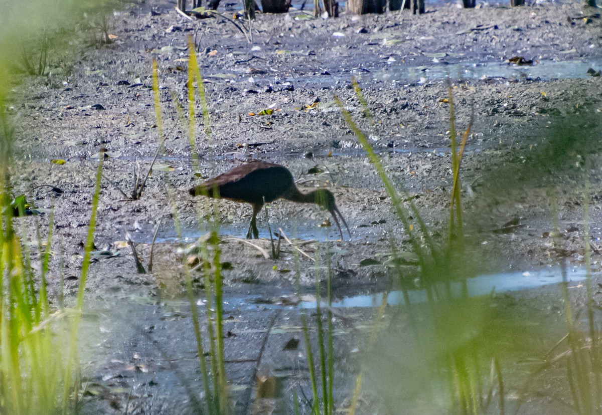 Glossy Ibis - ML642771531