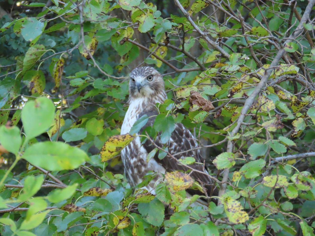 Red-tailed Hawk - ML642771545