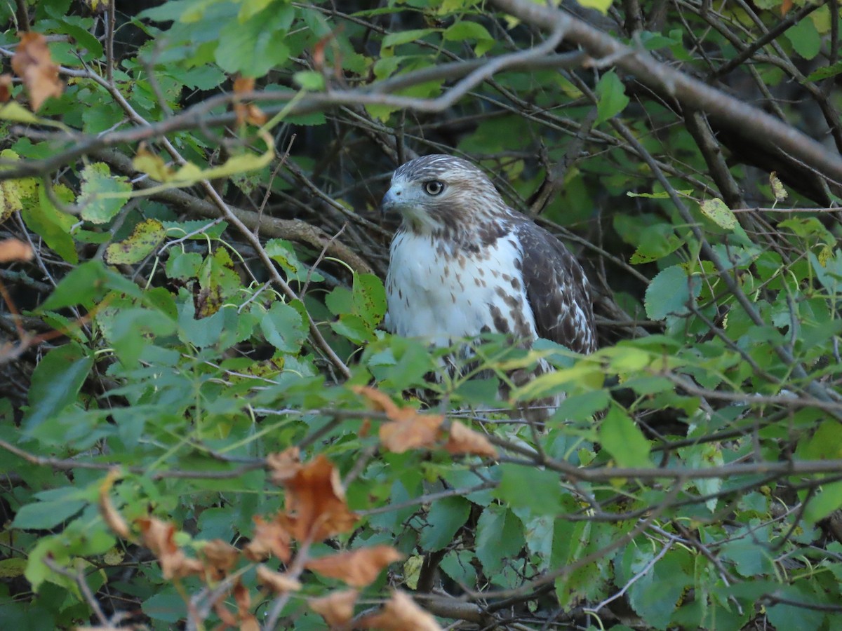 Red-tailed Hawk - ML642771546