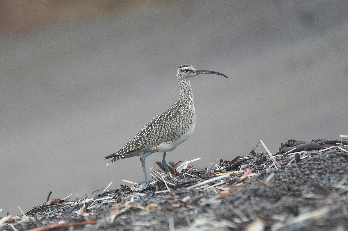 Whimbrel (Hudsonian) - ML642771591
