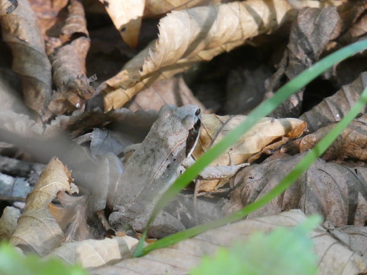 Wood Frog - ML642771602