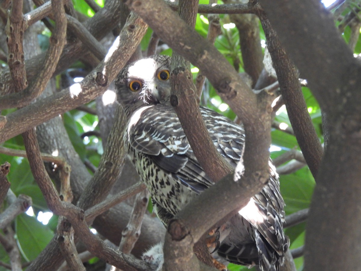 Powerful Owl - ML642771608