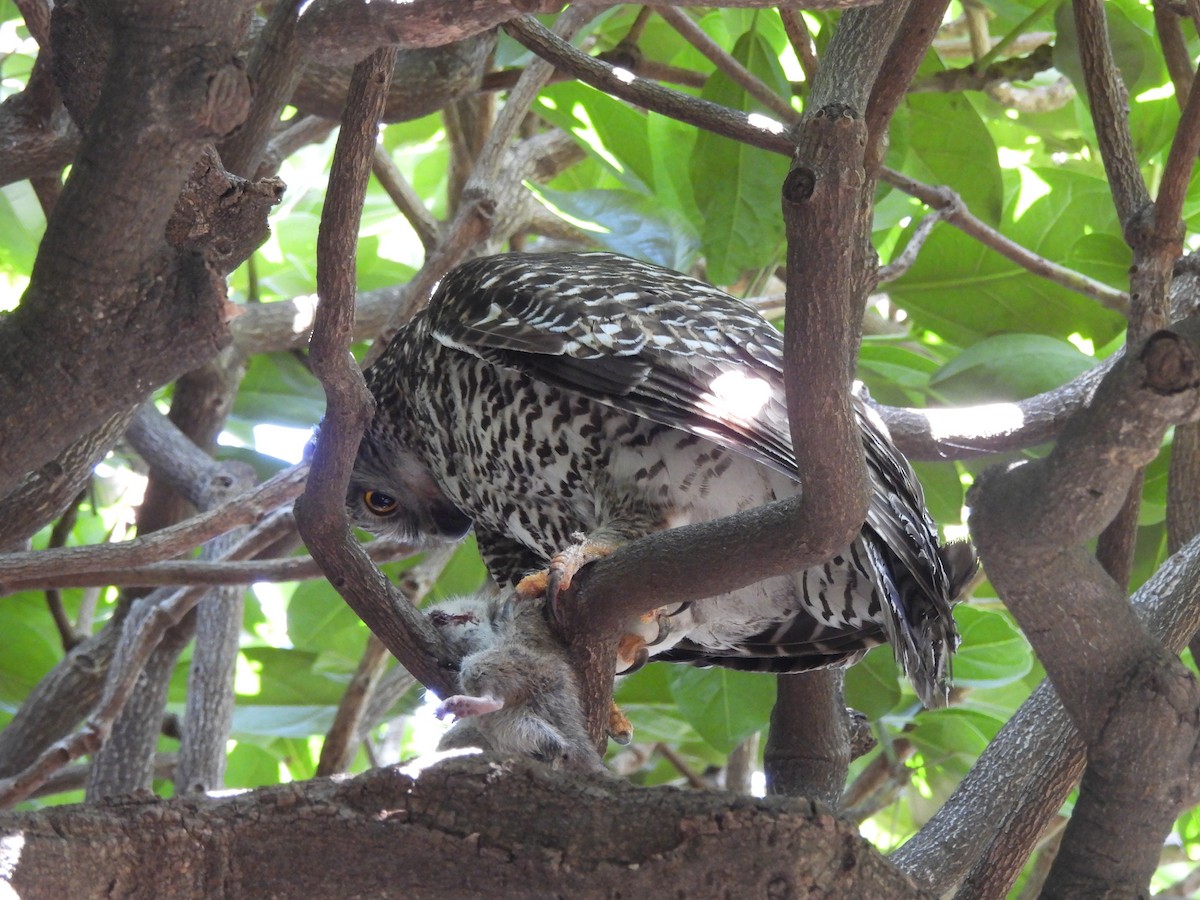 Powerful Owl - ML642771611