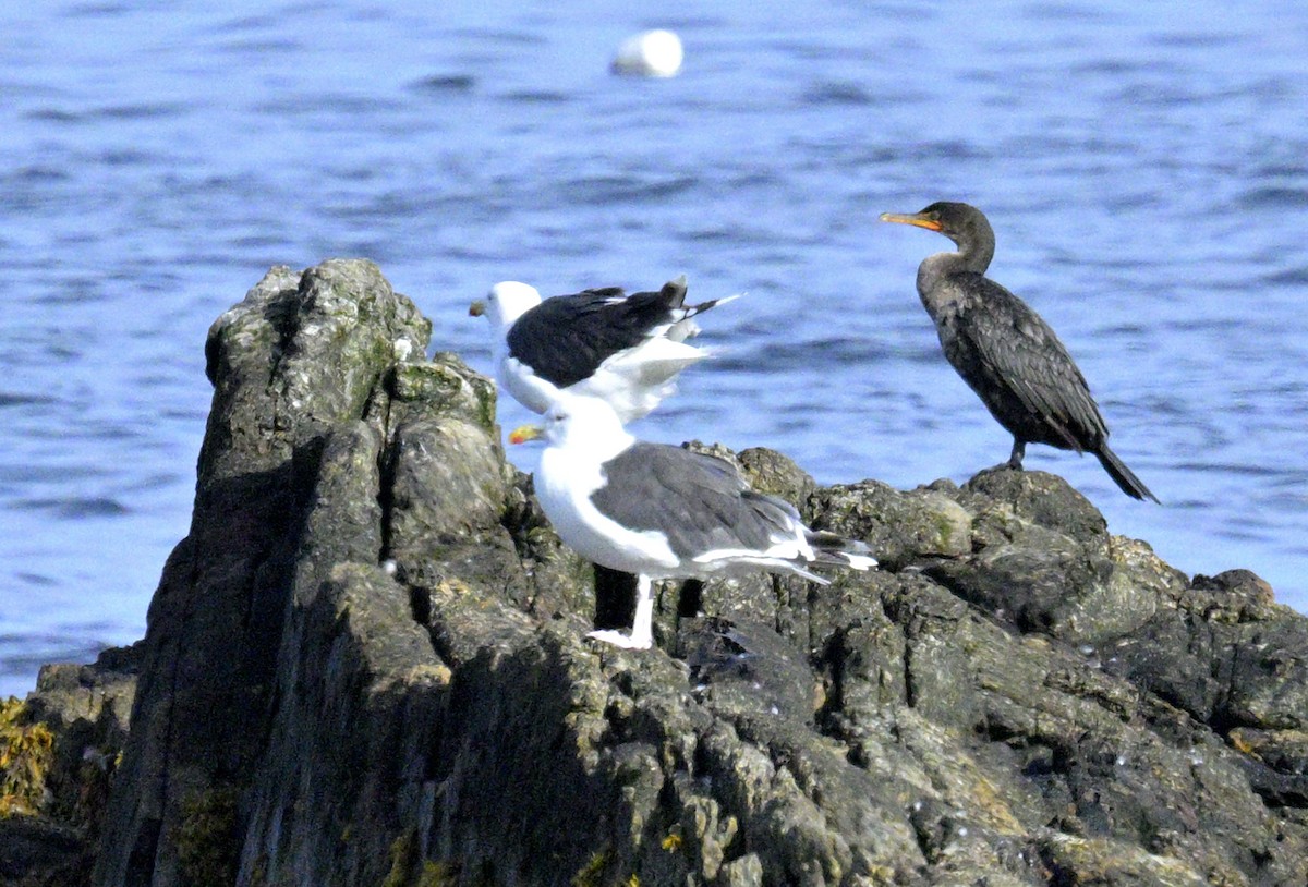 Great Black-backed Gull - ML642771622