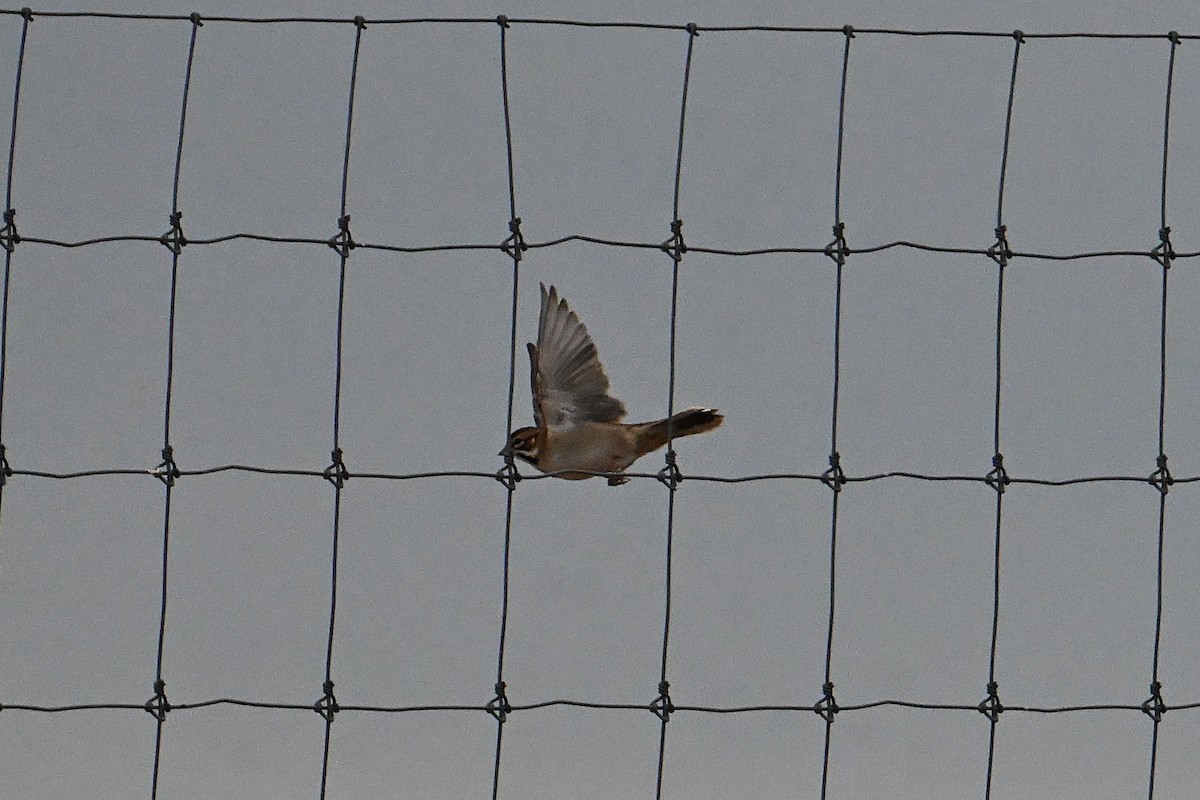 Lark Sparrow - ML642771626