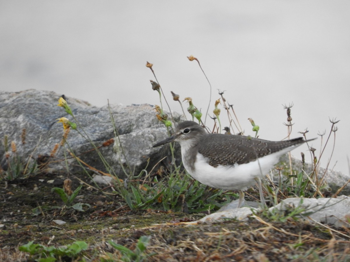 Common Sandpiper - ML642771630