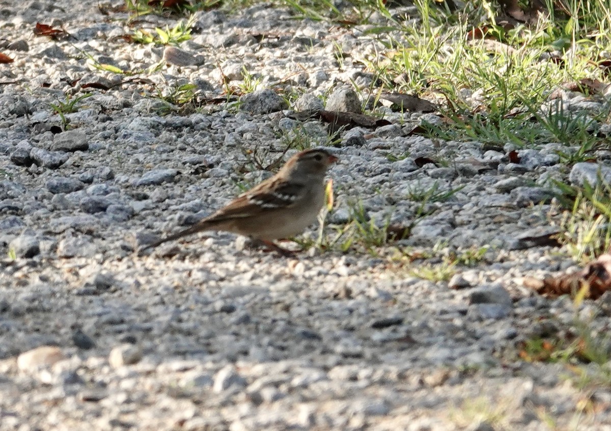 White-crowned Sparrow - ML642771639