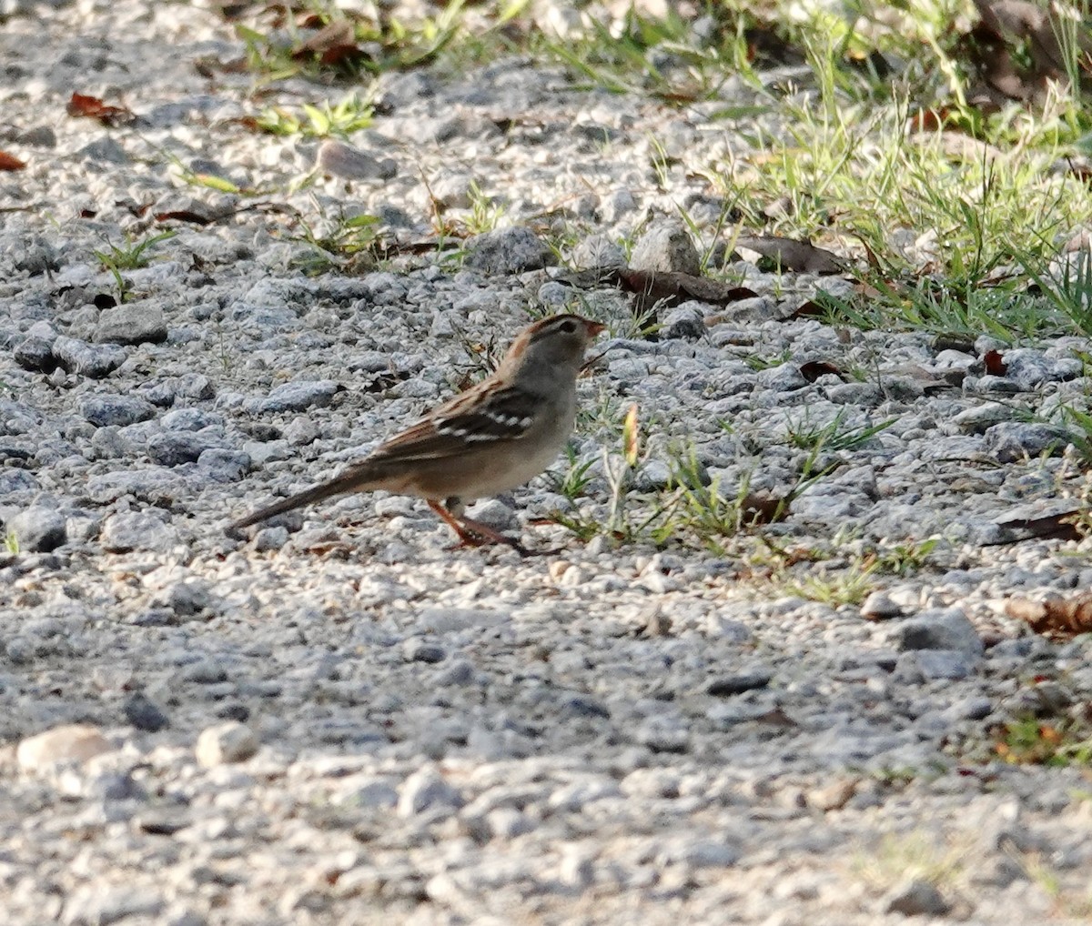 White-crowned Sparrow - ML642771644