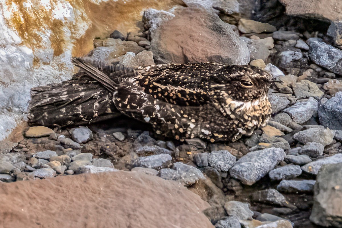 sotnattravn - ML642771647