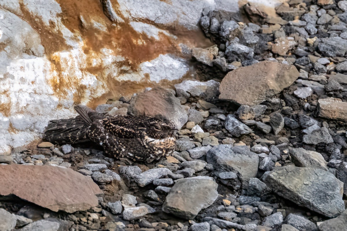 sotnattravn - ML642771648