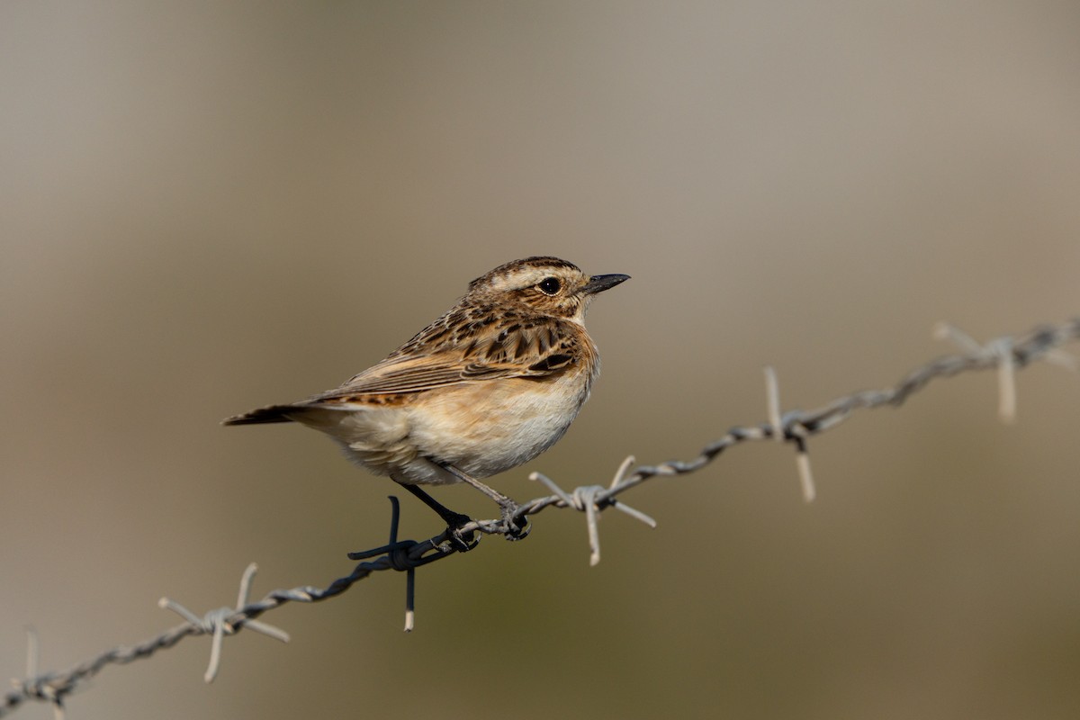 Whinchat - ML642771652