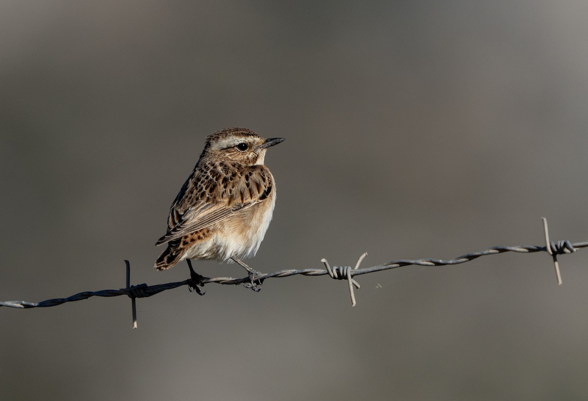 Whinchat - ML642771653