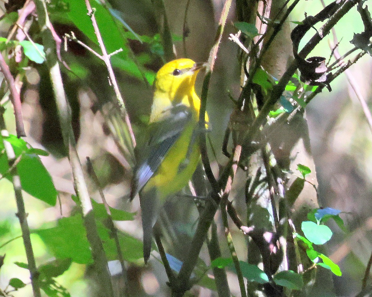 Blue-winged Warbler - ML642771656