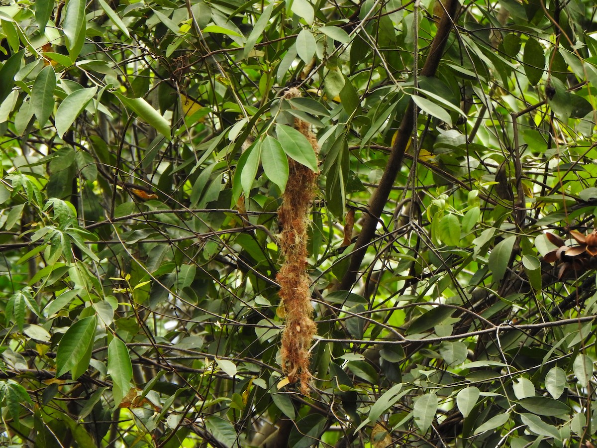 Common Tody-Flycatcher - ML642771671