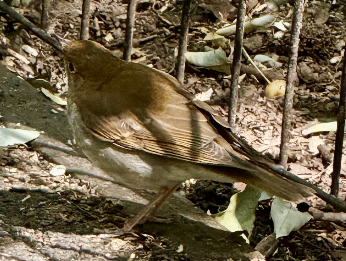 Veery - ML642771678