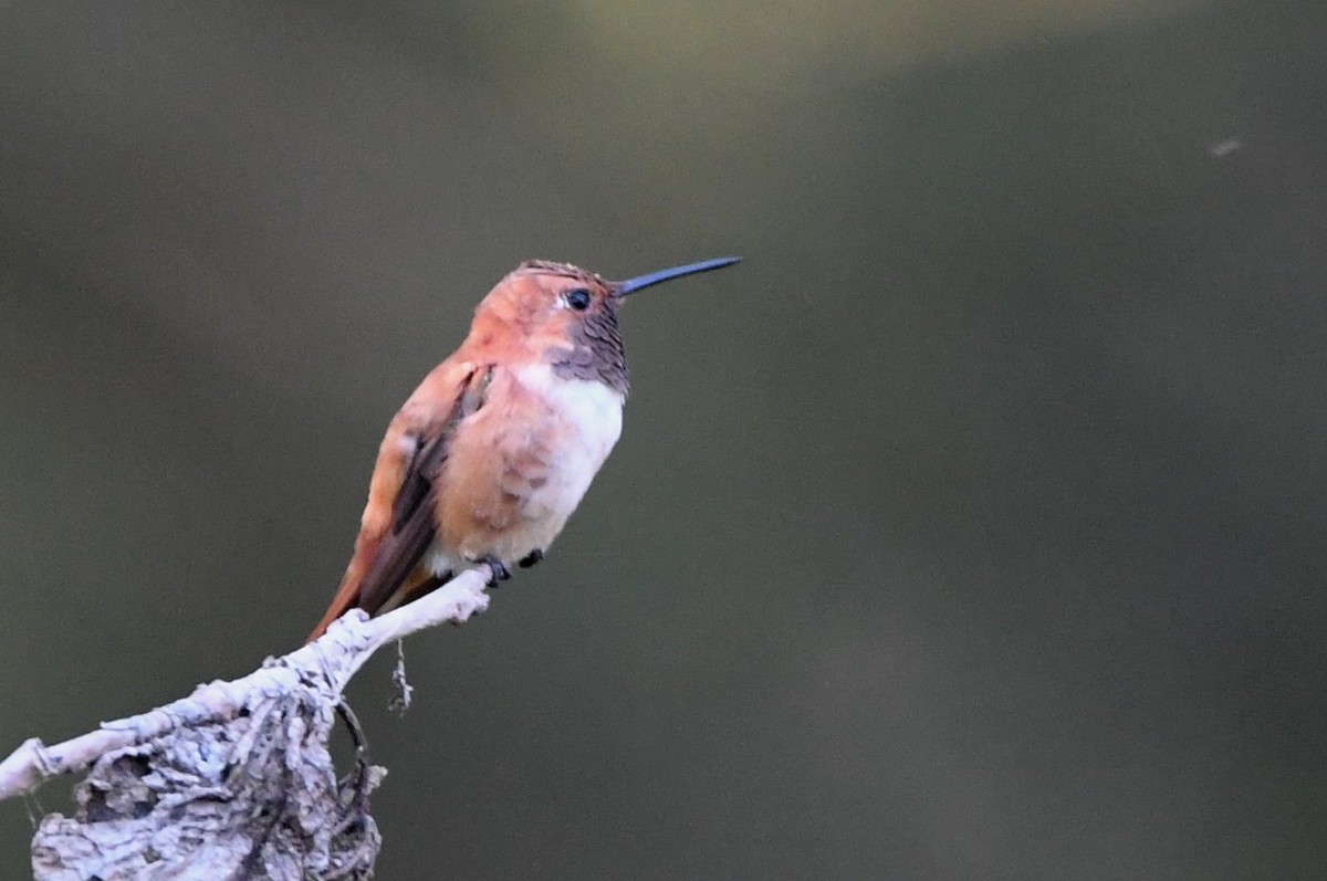 Rufous Hummingbird - ML642771679