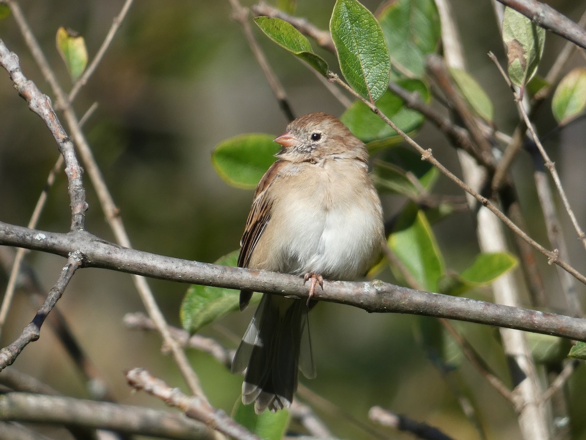 Field Sparrow - ML642771684