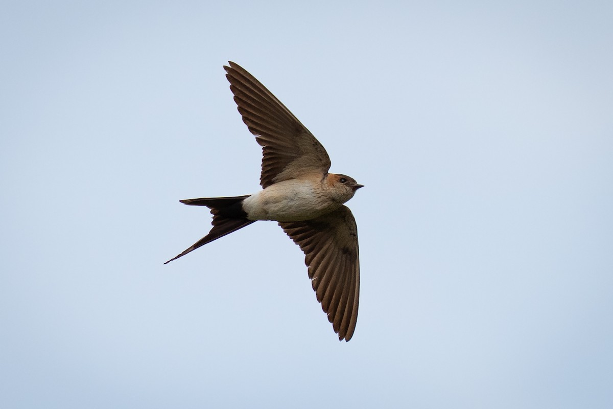 European Red-rumped Swallow - ML642771691