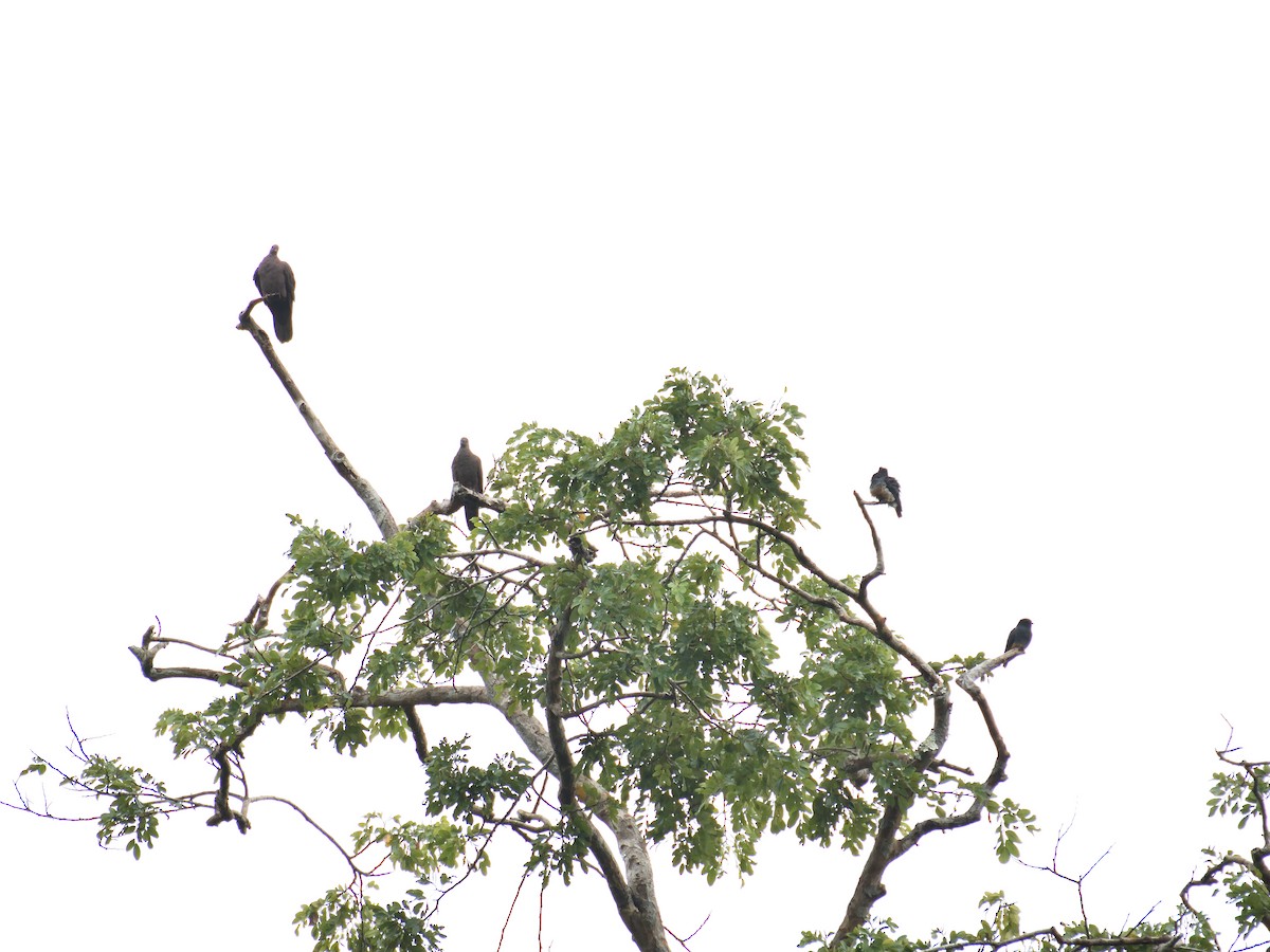 Swallow-winged Puffbird - ML642771703