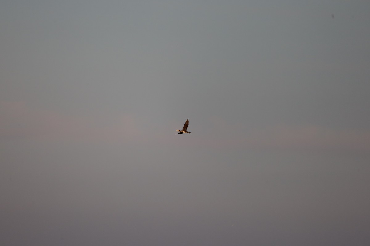 Cormorano - ML642771706