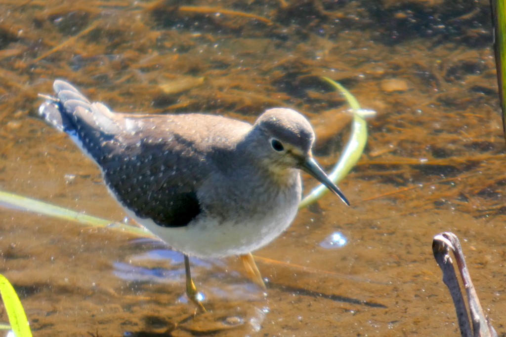 eremittsnipe - ML642771719