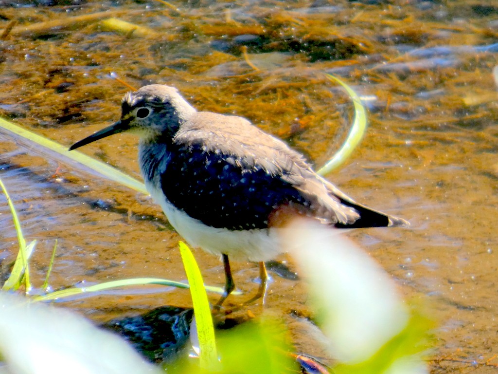 eremittsnipe - ML642771720