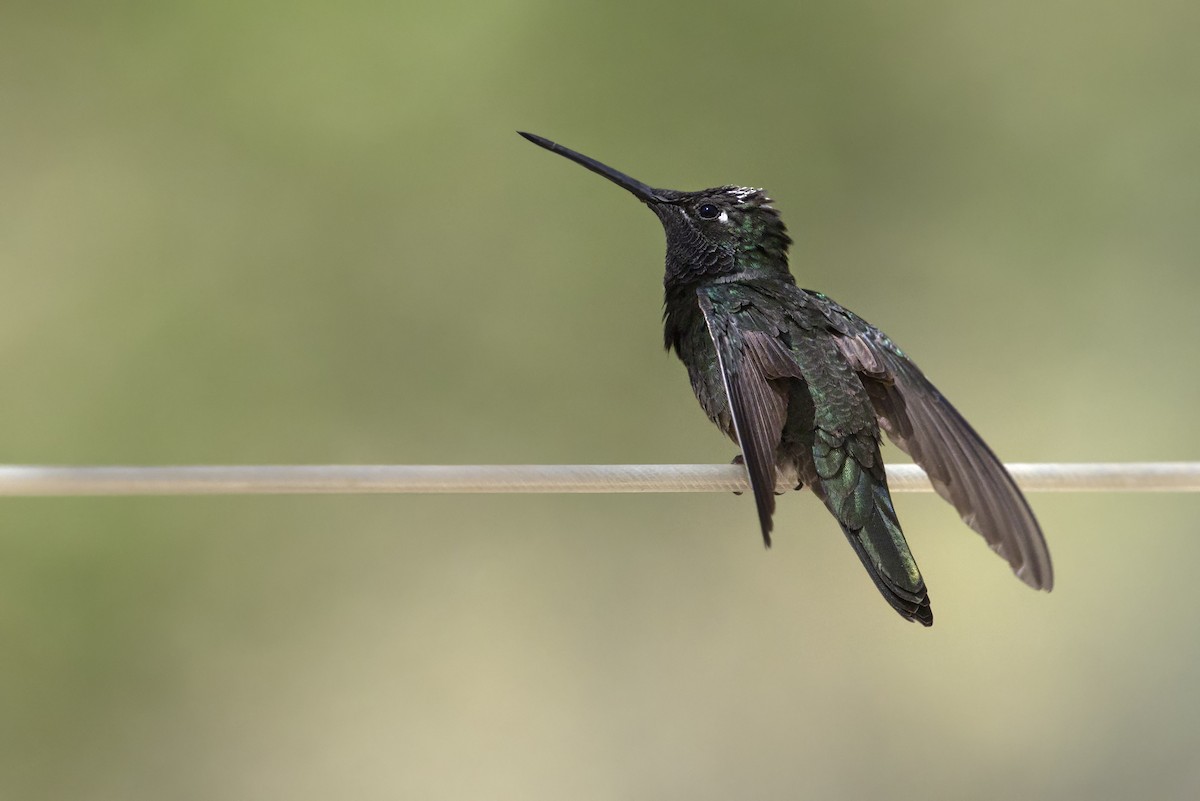 Rivoli's Hummingbird - ML642771721