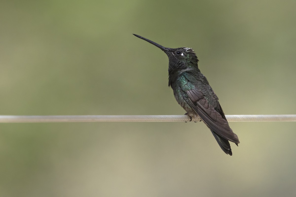 Rivoli's Hummingbird - ML642771722