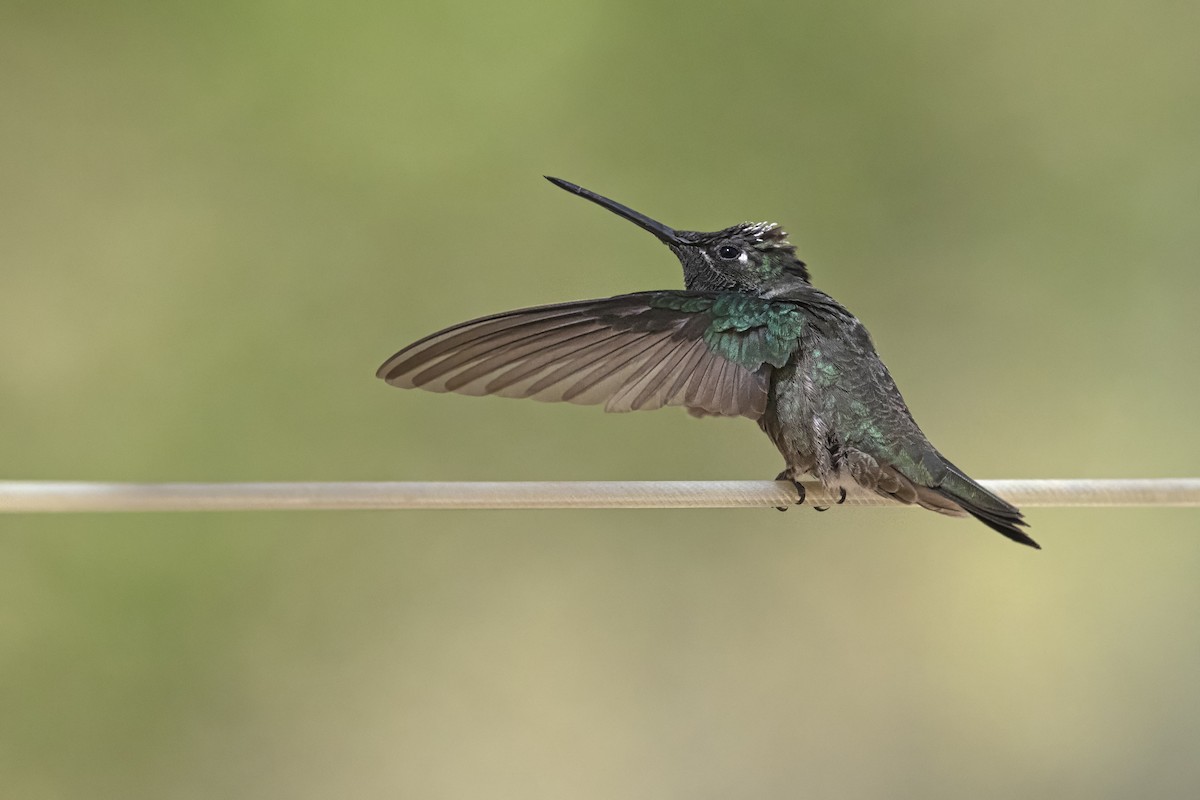 Rivoli's Hummingbird - ML642771723