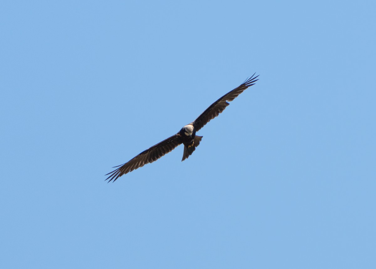 Намгийн хулд - ML642771764