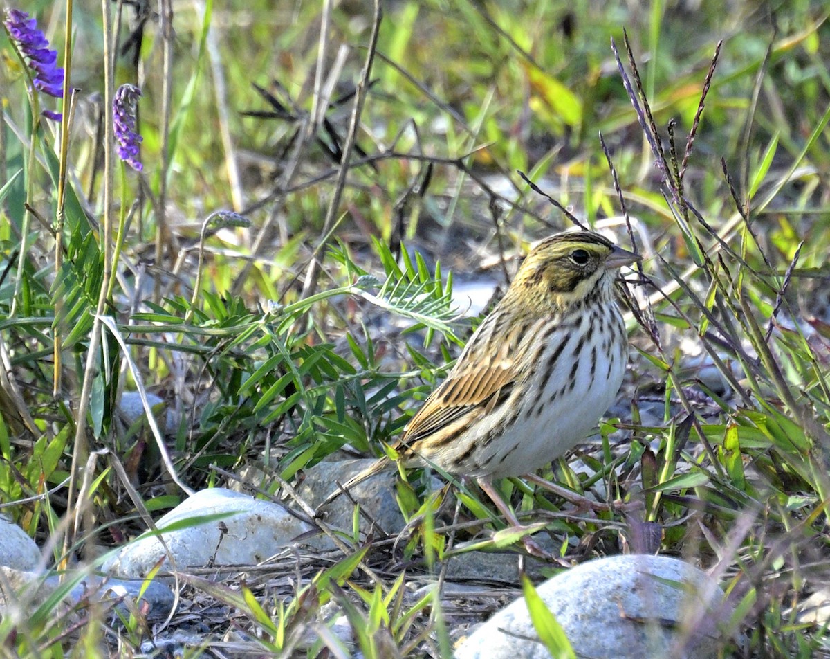 Savannah Sparrow - ML642771774