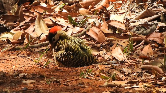 Green-barred Woodpecker - ML642771785