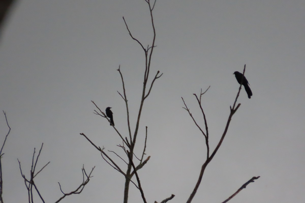 Great-tailed Grackle - ML642771796