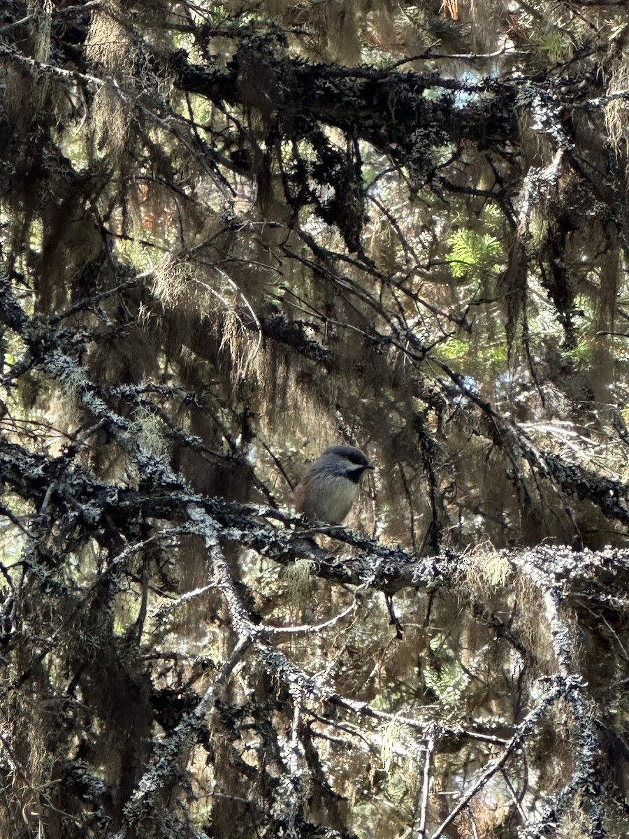 Mésange à tête brune - ML642771800