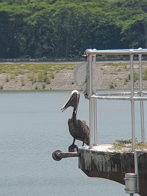 Brown Pelican - ML642771831