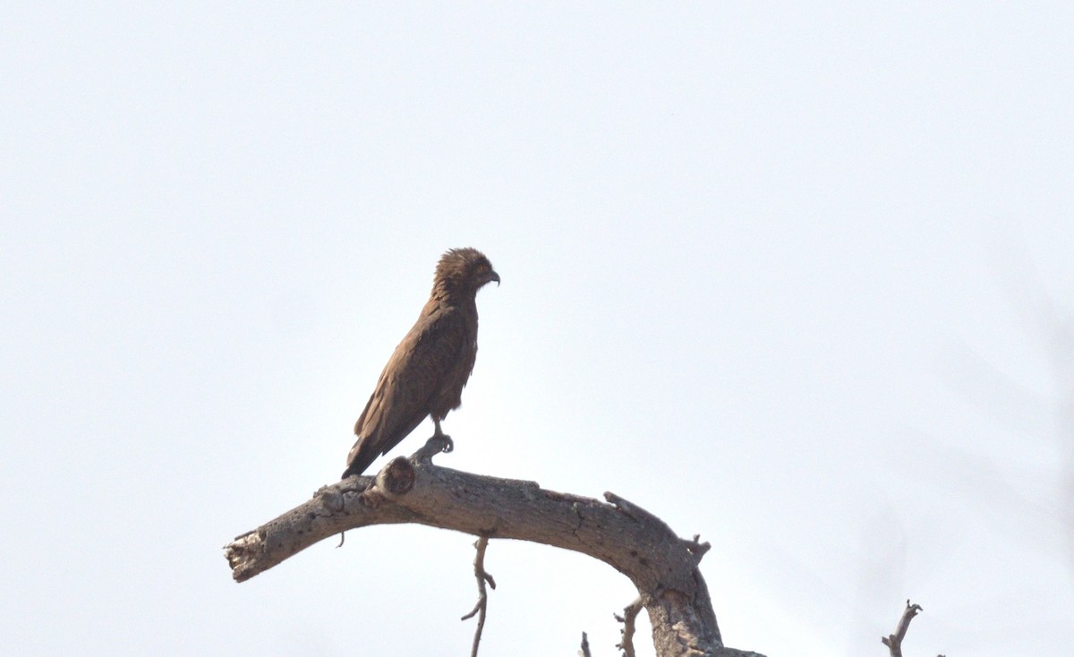 Brown Snake-Eagle - ML642771838