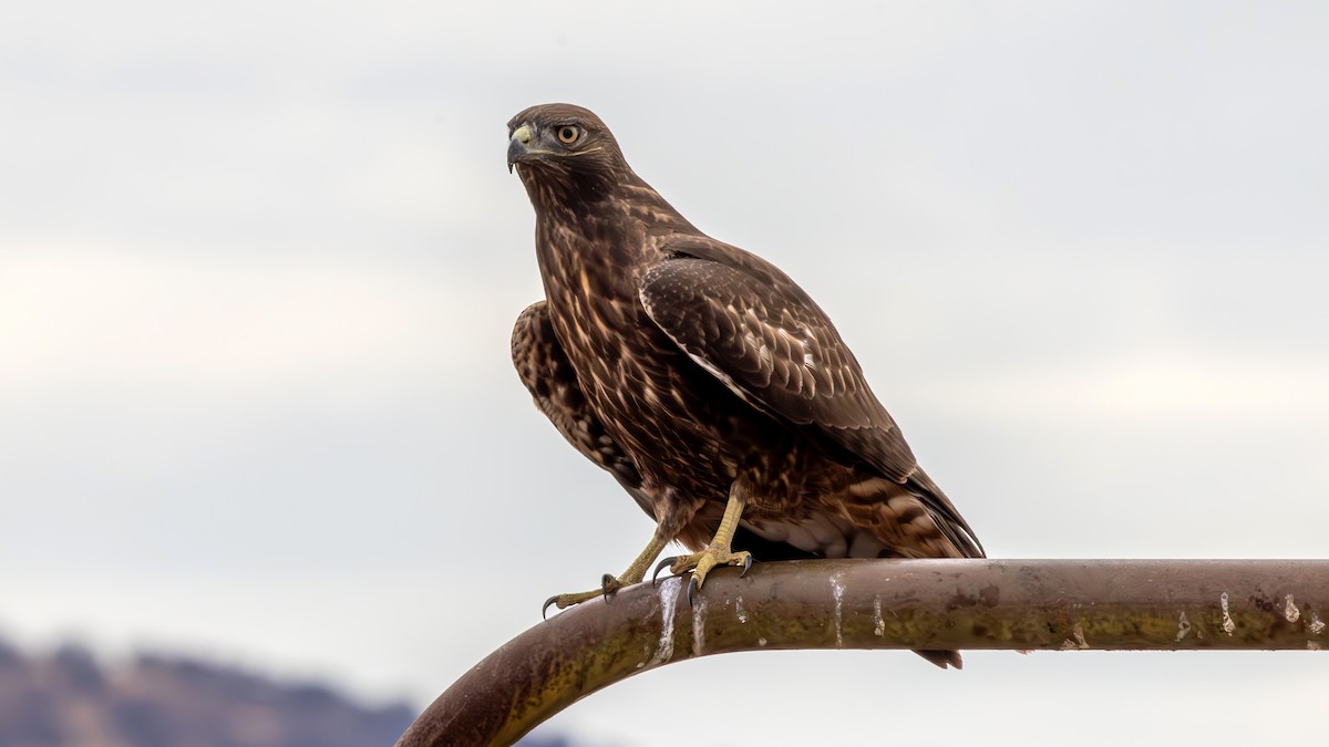 Red-tailed Hawk (calurus/alascensis) - ML642771840