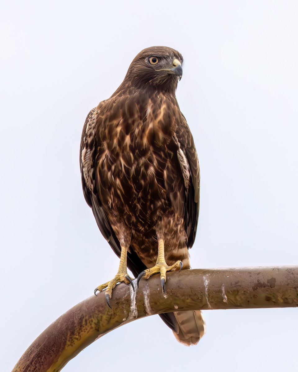 Red-tailed Hawk (calurus/alascensis) - ML642771841