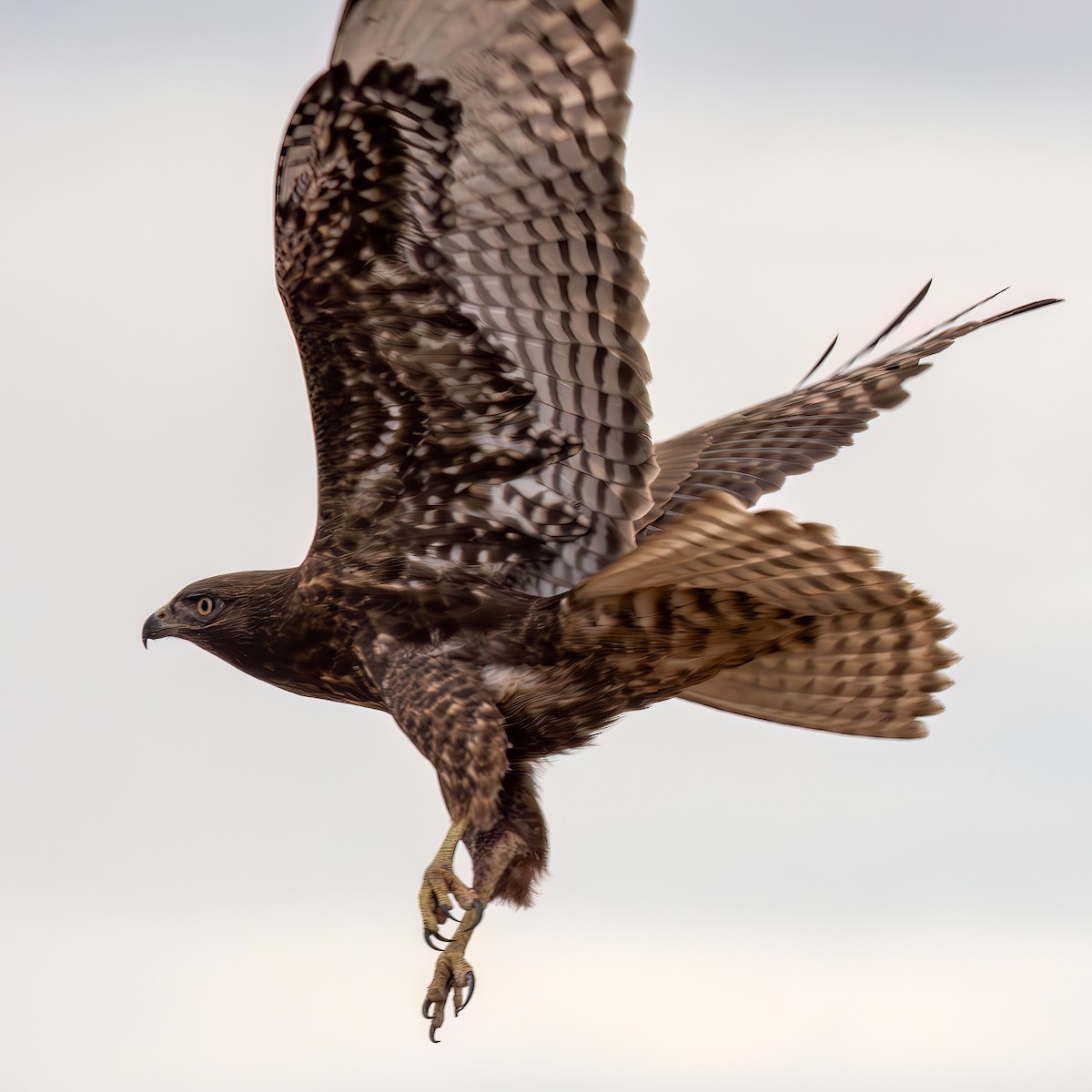 Red-tailed Hawk (calurus/alascensis) - ML642771842