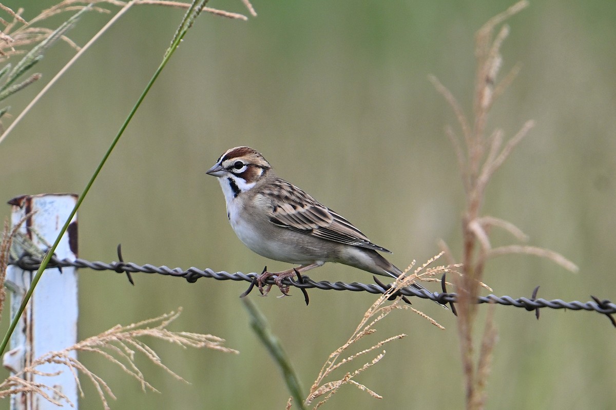 Lark Sparrow - ML642771900