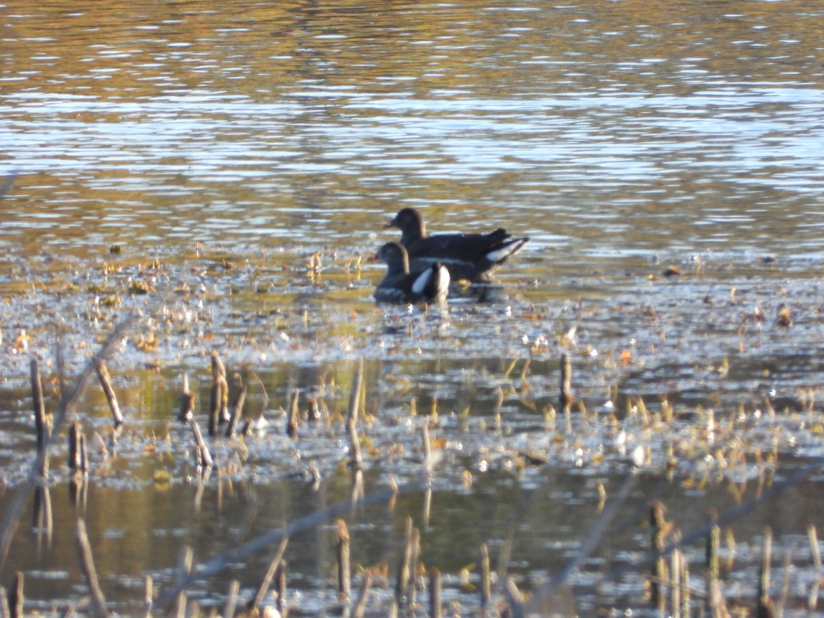 Common Gallinule - ML642771920