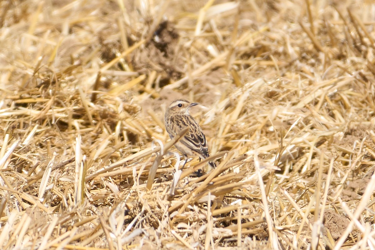 Whinchat - ML642771931