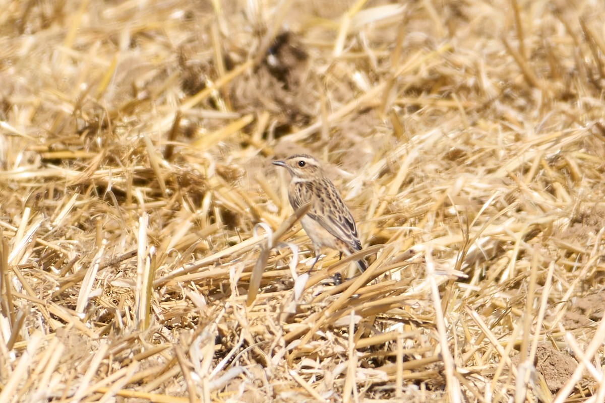Whinchat - ML642771932