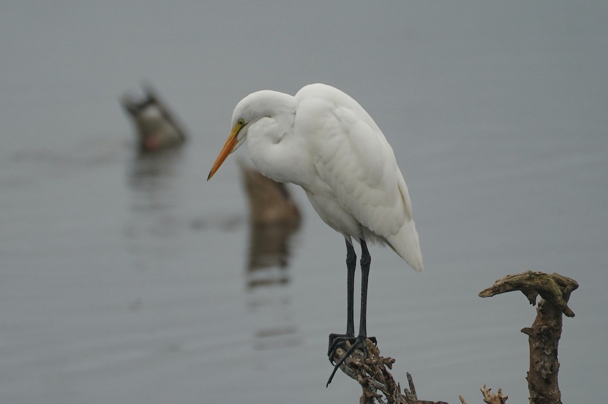 Great Egret - ML642771946