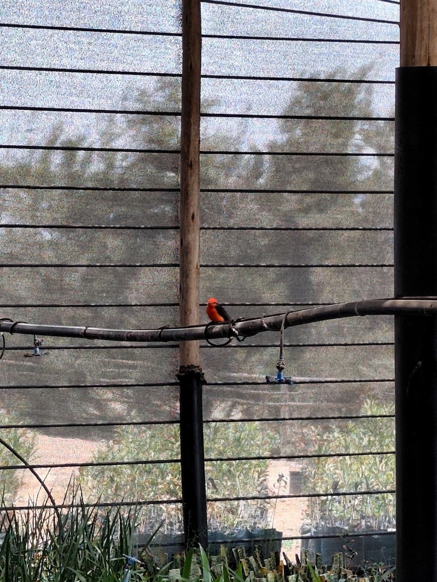 Vermilion Flycatcher - ML642771952