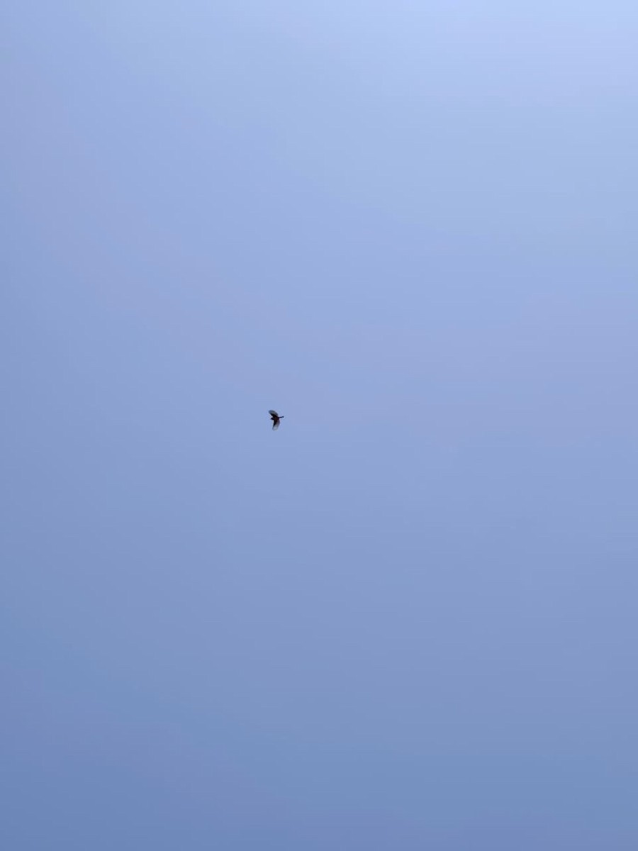 Vermilion Flycatcher - ML642771953