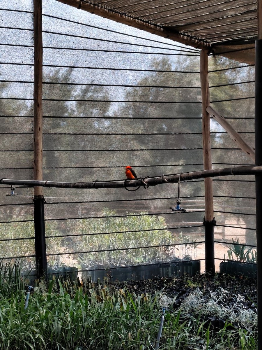 Vermilion Flycatcher - ML642771954